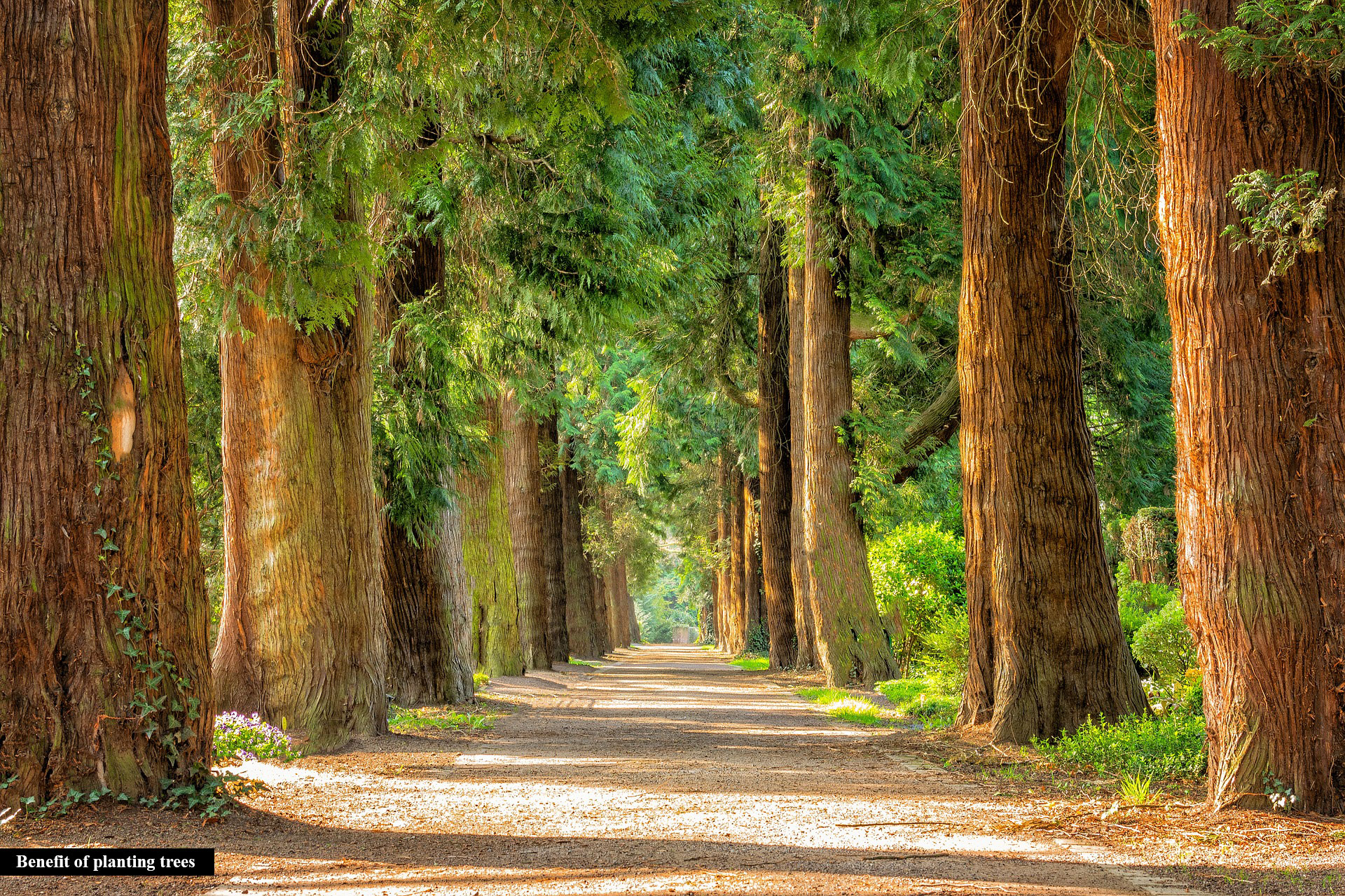 Benefit of planting trees